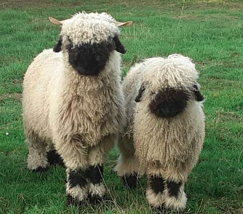 Nieuwe schapen