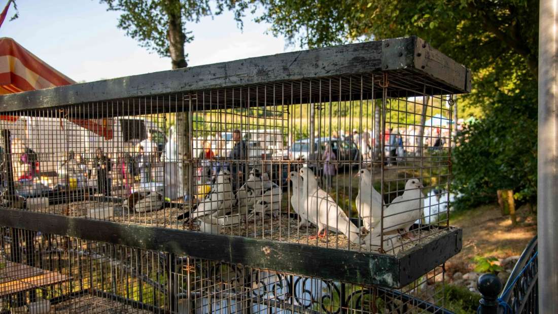 Rommel- en kleinveemarkt
